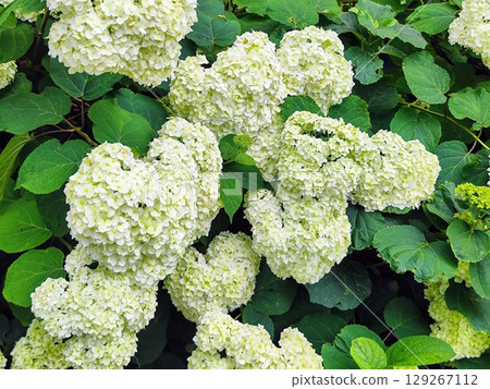 Clusters of white hydrangea flowers, Hydrangea macrophylla, are surrounded by lush green leaves 129267112