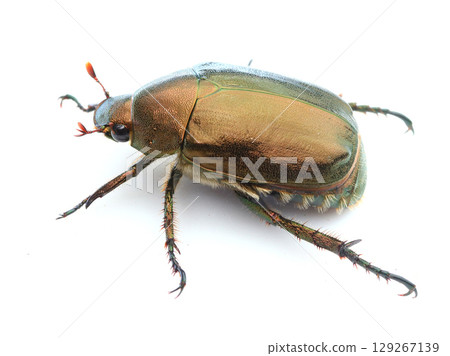 Dragonbubui 129267139