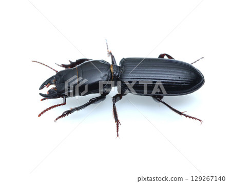 Long-gourd ground beetle 129267140