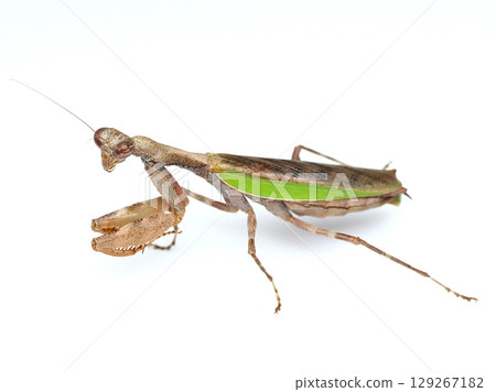 Small praying mantis (female) Small praying mantis (female) 129267182