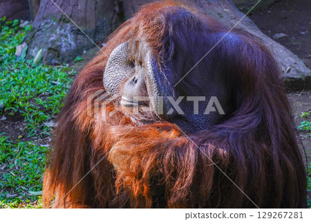 A majestic orangutan with deep, expressive eyes and shaggy red fur sits calmly, its hands resting on its lap, a thoughtful and serene expression on its face. 129267281
