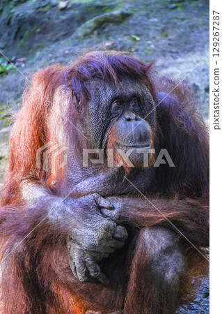 A majestic orangutan with deep, expressive eyes and shaggy red fur sits calmly, its hands resting on its lap, a thoughtful and serene expression on its face. A majestic orangutan with deep, expressive eyes and shaggy red fur sits calmly, its hands resting on its lap, a thoughtful and serene expression on its face. 129267287