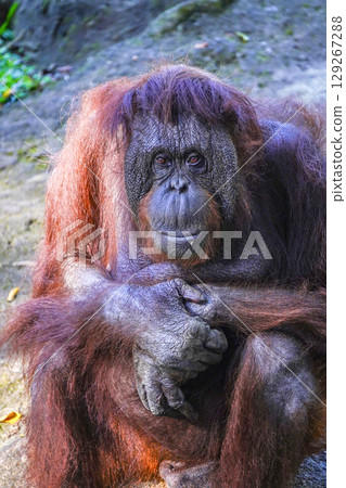 A majestic orangutan with deep, expressive eyes and shaggy red fur sits calmly, its hands resting on its lap, a thoughtful and serene expression on its face. 129267288