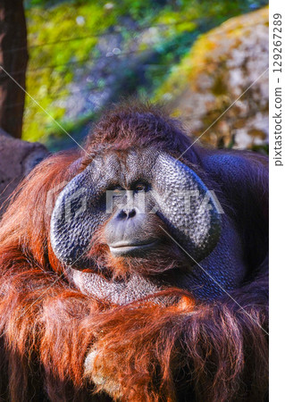 A majestic orangutan with deep, expressive eyes and shaggy red fur sits calmly, its hands resting on its lap, a thoughtful and serene expression on its face. 129267289