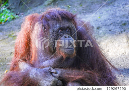 A majestic orangutan with deep, expressive eyes and shaggy red fur sits calmly, its hands resting on its lap, a thoughtful and serene expression on its face. 129267290