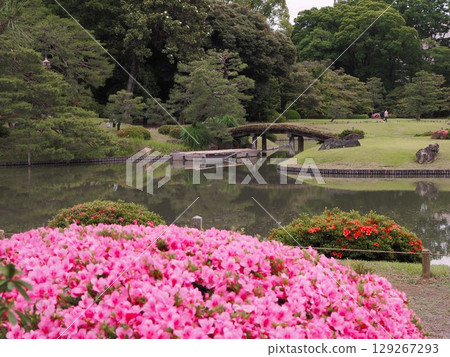 六義園鬱鬱蔥蔥的杜鵑花盛開的景色 129267293