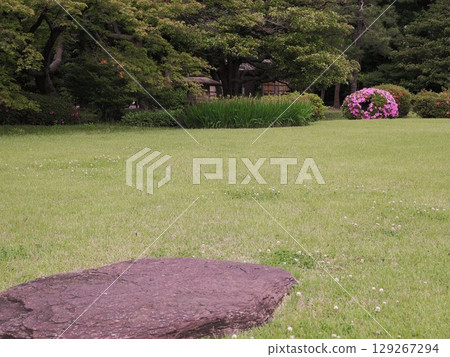 六義園鬱鬱蔥蔥的杜鵑花盛開的景色 六義園鬱鬱蔥蔥的杜鵑花盛開的景色 129267294