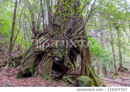 Sanyosugi Yakusugi Cedar, Yakushima National Park (November) 129267307