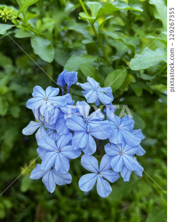 藍雪花盛開的花特寫 藍雪花盛開的花特寫 129267355