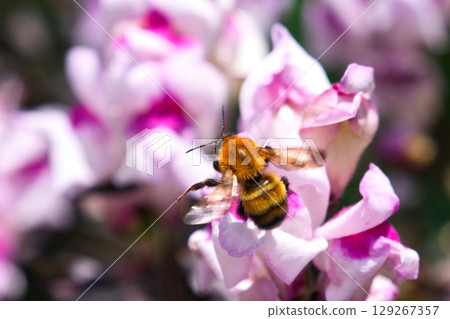 Honeybees sucking flower nectar Honeybees sucking flower nectar 129267357
