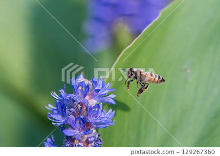蜜蜂在蓬泰德里亞 (Pontederia) 上休息 129267360