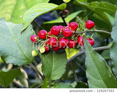 The red fruit of the coral The red fruit of the coral 129267383
