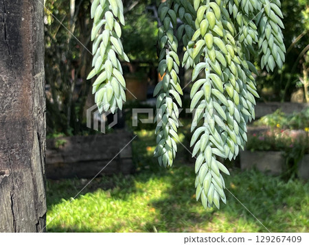 翡翠景天的多肉植物 翡翠景天的多肉植物 129267409