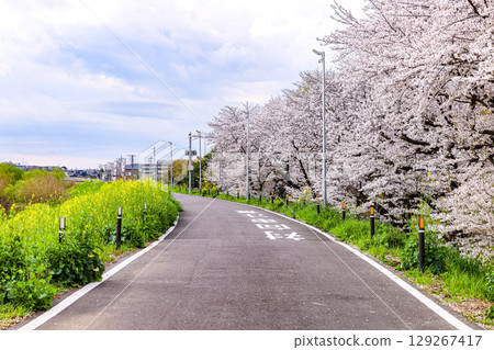 道路兩旁櫻花和油菜花盛開 129267417