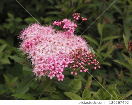 Pink elderflowers blooming in Rikugien Garden in early summer Pink elderflowers blooming in Rikugien Garden in early summer 129267492