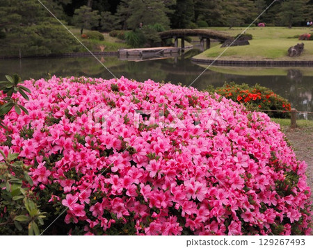 六義園鬱鬱蔥蔥的杜鵑花盛開的景色 129267493