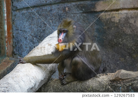 a mandrill with its head bowed, showcasing its distinctive colorful facial features and textured fur. a mandrill with its head bowed, showcasing its distinctive colorful facial features and textured fur. 129267583