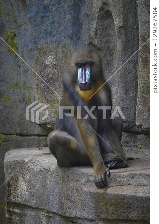 a mandrill with its head bowed, showcasing its distinctive colorful facial features and textured fur. 129267584