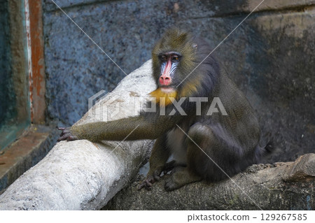 a mandrill with its head bowed, showcasing its distinctive colorful facial features and textured fur. 129267585
