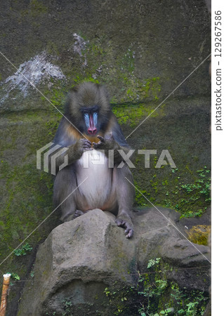 a mandrill with its head bowed, showcasing its distinctive colorful facial features and textured fur. a mandrill with its head bowed, showcasing its distinctive colorful facial features and textured fur. 129267586