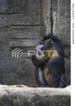 a mandrill with its head bowed, showcasing its distinctive colorful facial features and textured fur. 129267588