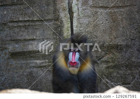 a mandrill with its head bowed, showcasing its distinctive colorful facial features and textured fur. a mandrill with its head bowed, showcasing its distinctive colorful facial features and textured fur. 129267591