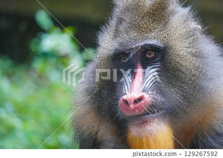 a mandrill with its head bowed, showcasing its distinctive colorful facial features and textured fur. 129267592
