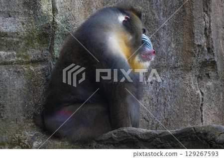a mandrill with its head bowed, showcasing its distinctive colorful facial features and textured fur. 129267593
