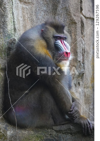 a mandrill with its head bowed, showcasing its distinctive colorful facial features and textured fur. a mandrill with its head bowed, showcasing its distinctive colorful facial features and textured fur. 129267596