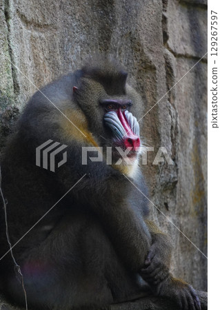 a mandrill with its head bowed, showcasing its distinctive colorful facial features and textured fur. a mandrill with its head bowed, showcasing its distinctive colorful facial features and textured fur. 129267597