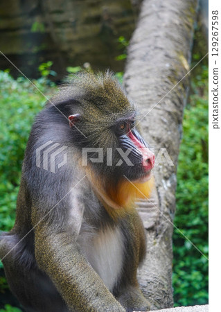 a mandrill with its head bowed, showcasing its distinctive colorful facial features and textured fur. a mandrill with its head bowed, showcasing its distinctive colorful facial features and textured fur. 129267598
