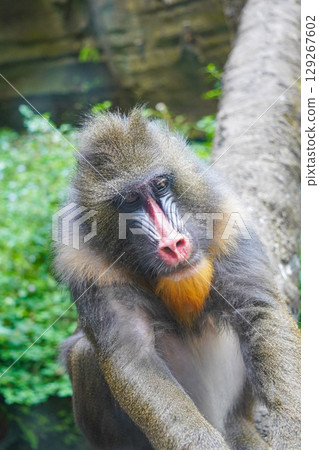 a mandrill with its head bowed, showcasing its distinctive colorful facial features and textured fur. 129267602