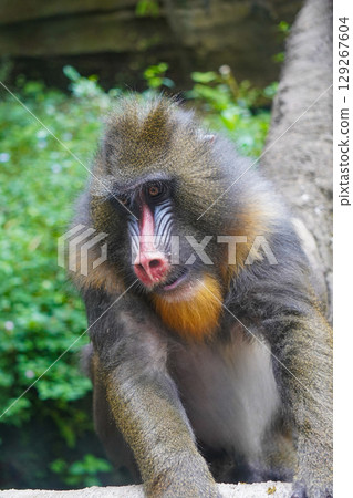 a mandrill with its head bowed, showcasing its distinctive colorful facial features and textured fur. a mandrill with its head bowed, showcasing its distinctive colorful facial features and textured fur. 129267604