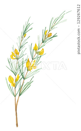 Rooibos painted in watercolor 129267612