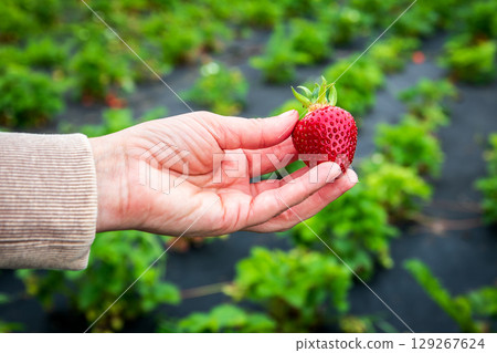Hand Picking Ripe Strawberry on Organic Farm During Harvest Season in Natural Outdoor Setting Hand Picking Ripe Strawberry on Organic Farm During Harvest Season in Natural Outdoor Setting 129267624