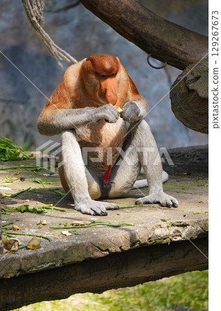 A Bekantan or A male proboscis monkey sits on a rock, holding a piece of food. A Bekantan or A male proboscis monkey sits on a rock, holding a piece of food. 129267673