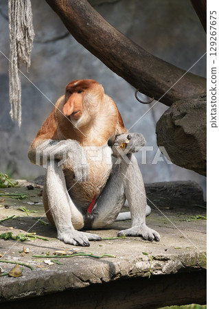 A Bekantan or A male proboscis monkey sits on a rock, holding a piece of food. A Bekantan or A male proboscis monkey sits on a rock, holding a piece of food. 129267675