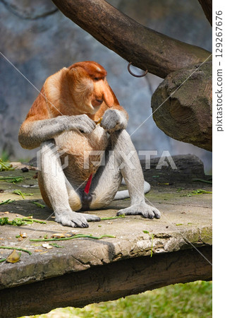 A Bekantan or A male proboscis monkey sits on a rock, holding a piece of food. 129267676