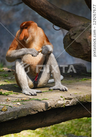 A Bekantan or A male proboscis monkey sits on a rock, holding a piece of food. A Bekantan or A male proboscis monkey sits on a rock, holding a piece of food. 129267677