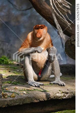 A Bekantan or A male proboscis monkey sits on a rock, holding a piece of food. 129267678