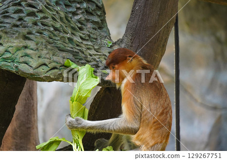 Bekantan or proboscis monkey is captured from the side, holding a bundle of leafy greens and preparing to eat it while sitting on a branch. Bekantan or proboscis monkey is captured from the side, holding a bundle of leafy greens and preparing to eat it while sitting on a branch. 129267751