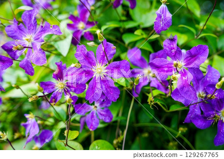 Vibrant Purple Clematis Flowers Blooming in Lush Garden, Captivating Floral Display Vibrant Purple Clematis Flowers Blooming in Lush Garden, Captivating Floral Display 129267765
