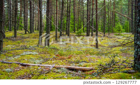 Enchanting Forest Floor A Serene Woodland Scene with Moss and Towering Trees Enchanting Forest Floor A Serene Woodland Scene with Moss and Towering Trees 129267777