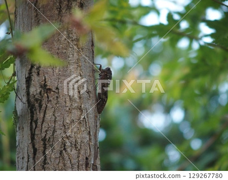 Semi stopping in trees 129267780