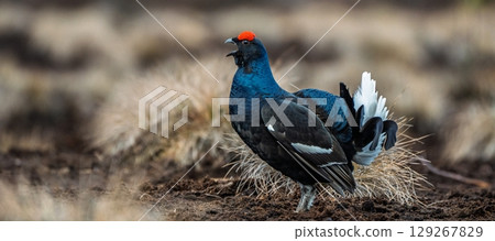 Magnificent Black Grouse Displaying in Natural Habitat, a Captivating Wildlife Scene Magnificent Black Grouse Displaying in Natural Habitat, a Captivating Wildlife Scene 129267829