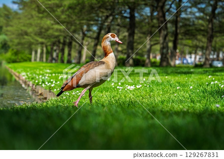 Egyptian Goose Strolling Through a Lush Green Park on a Sunny Day, Wildlife Photography Egyptian Goose Strolling Through a Lush Green Park on a Sunny Day, Wildlife Photography 129267831