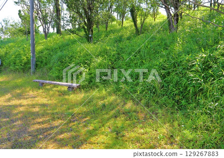 夏日樹林，山坡底部的長椅 129267883