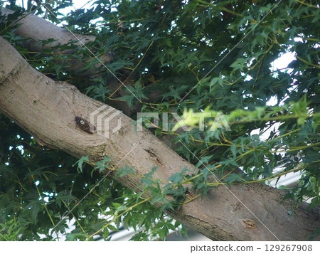 阿巴扎米 129267908