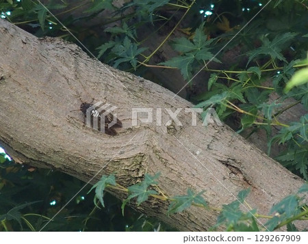 Abra Zemi catching trees Abra Zemi catching trees 129267909