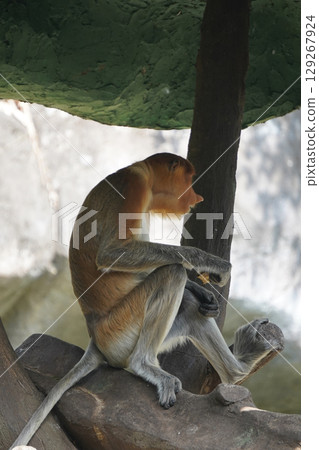 proboscis monkey is sitting on a tree branch, looking down at his hands, which are holding a piece of food. 129267924